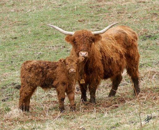 Highland Cow and calf 9Y316D-016.JPG